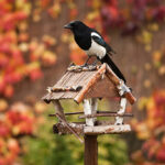 Futterhäuser für Vögel